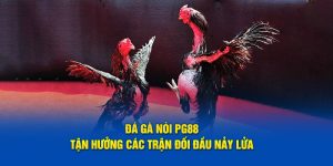 Đá Gà Nòi PG88 - Tận Hưởng Các Trận Đối Đầu Nảy Lửa