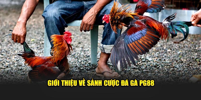 Giới thiệu về sảnh cược đá gà PG88