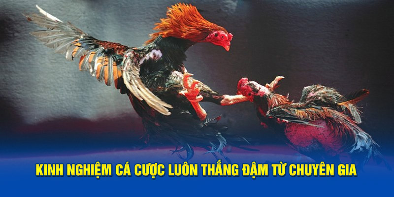 Kinh nghiệm cá cược luôn thắng đậm từ chuyên gia