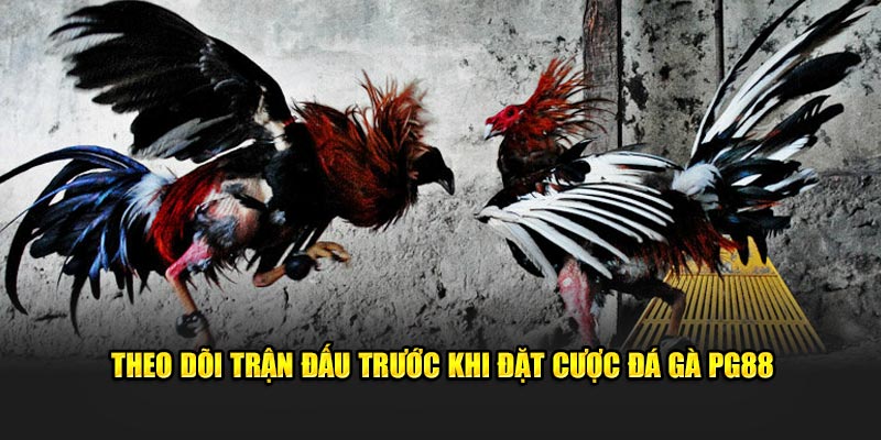 Theo dõi trận đấu trước khi đặt cược đá gà PG88